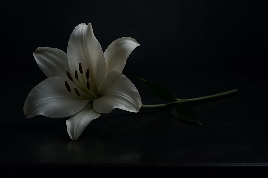 A single white lily resting on a dark surface